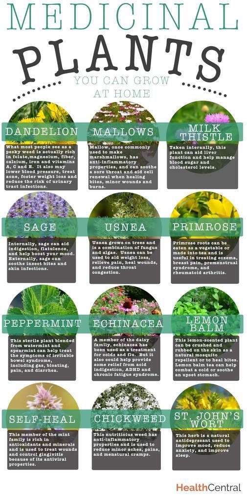 Medicinal Plants You Can Grow at Home It is time to start planning your garden. Th