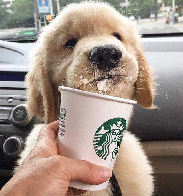 Puppy latte, shaken not stirred. Make it a double. @Starbucks