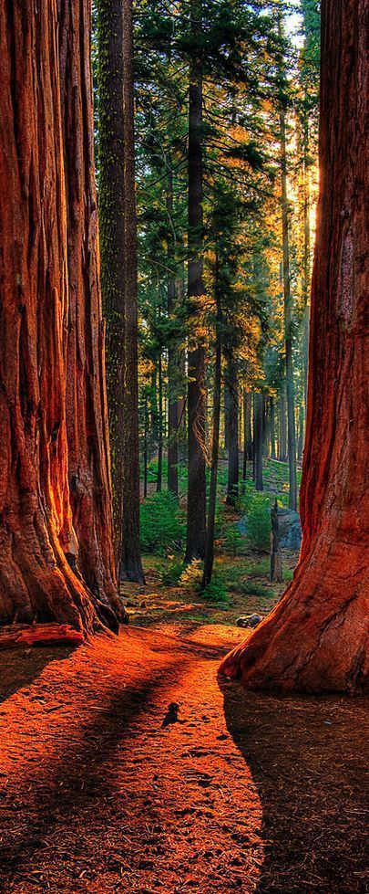 Sequoia National Park is a national park in the southern Sierra Nevada east of Vis
