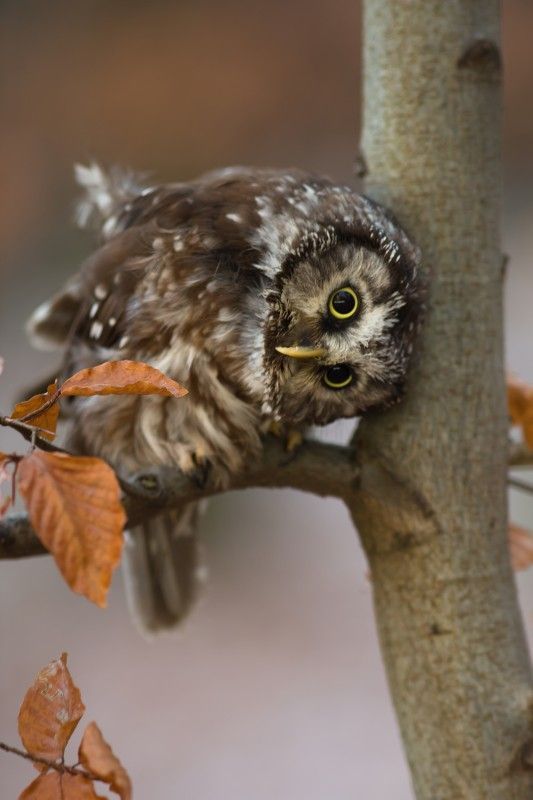 Tengmalms Owl by Milan Zygmunt