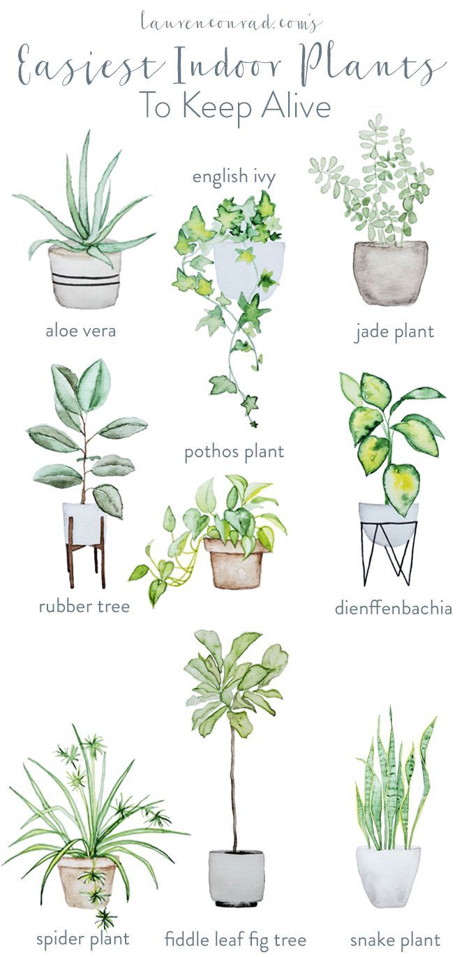 The easiest, and prettiest, house plants to keep alive