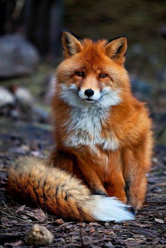 The Red Fox: Males are referred to as  reynards, females as vixens, and young as k