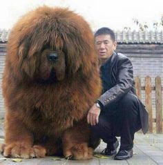 Tibetan Mastiff – OMG! I want this massive, cuddly, teddy bear doggie! ♥ For som