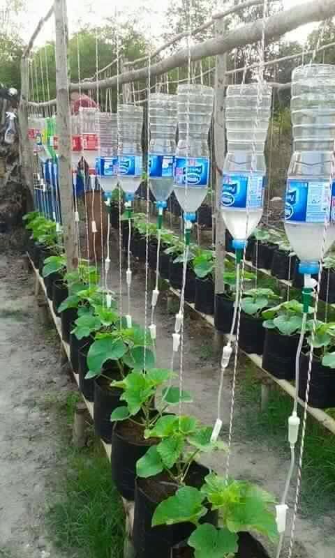 When nurses garden they do a gtt irrigation * source is the urban farm and garden*