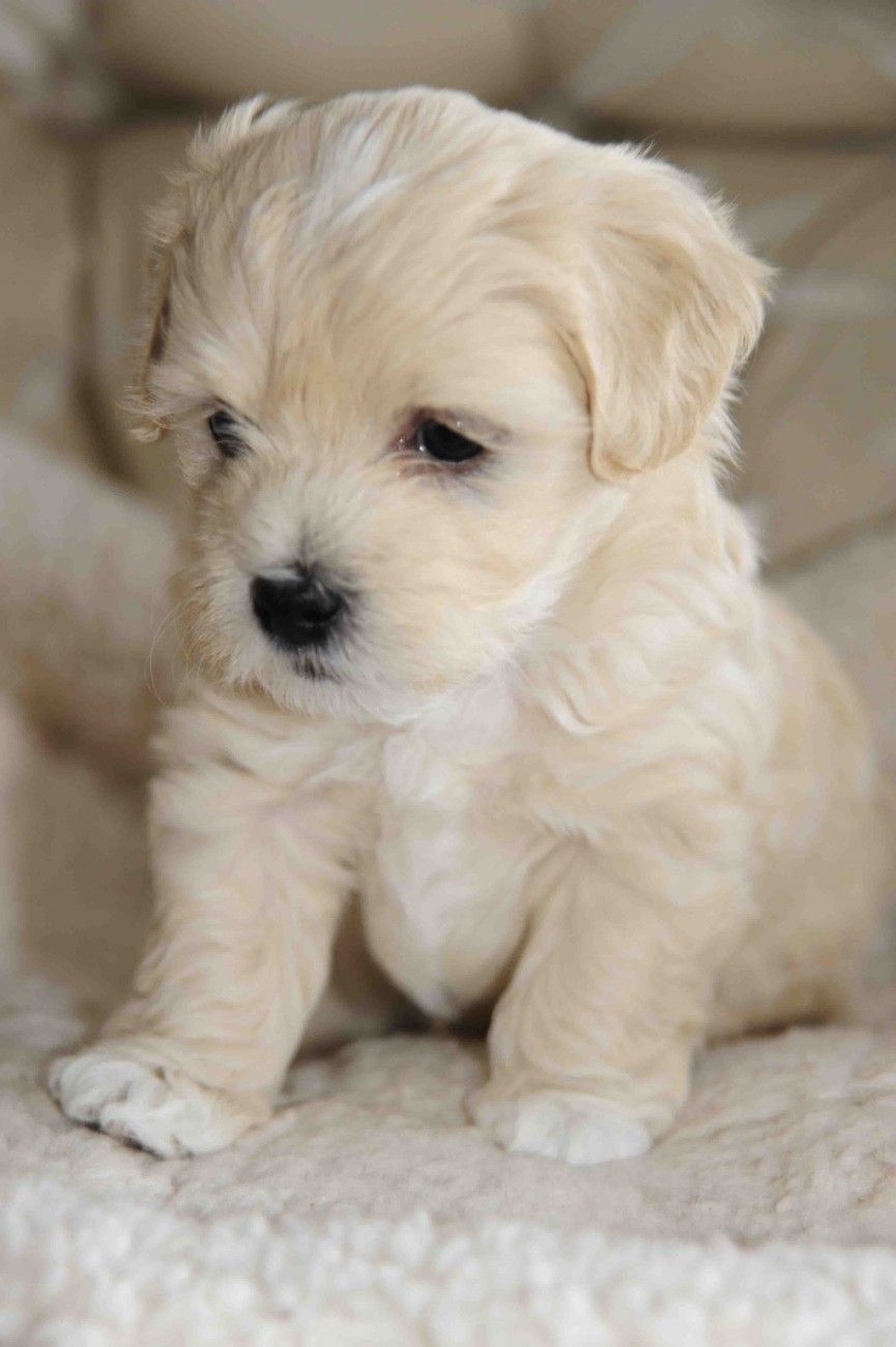 White Havanese Puppies havanese puppy dog www.zazzle.com/…
