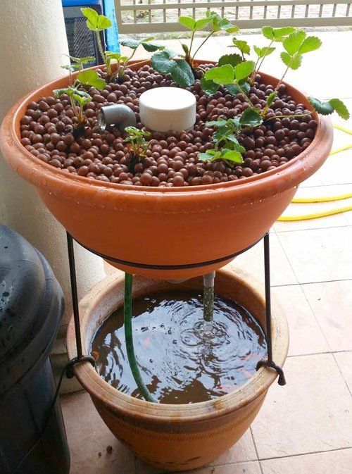 10 Awesome DIY Aquaponic Builds to Inspire You — desima