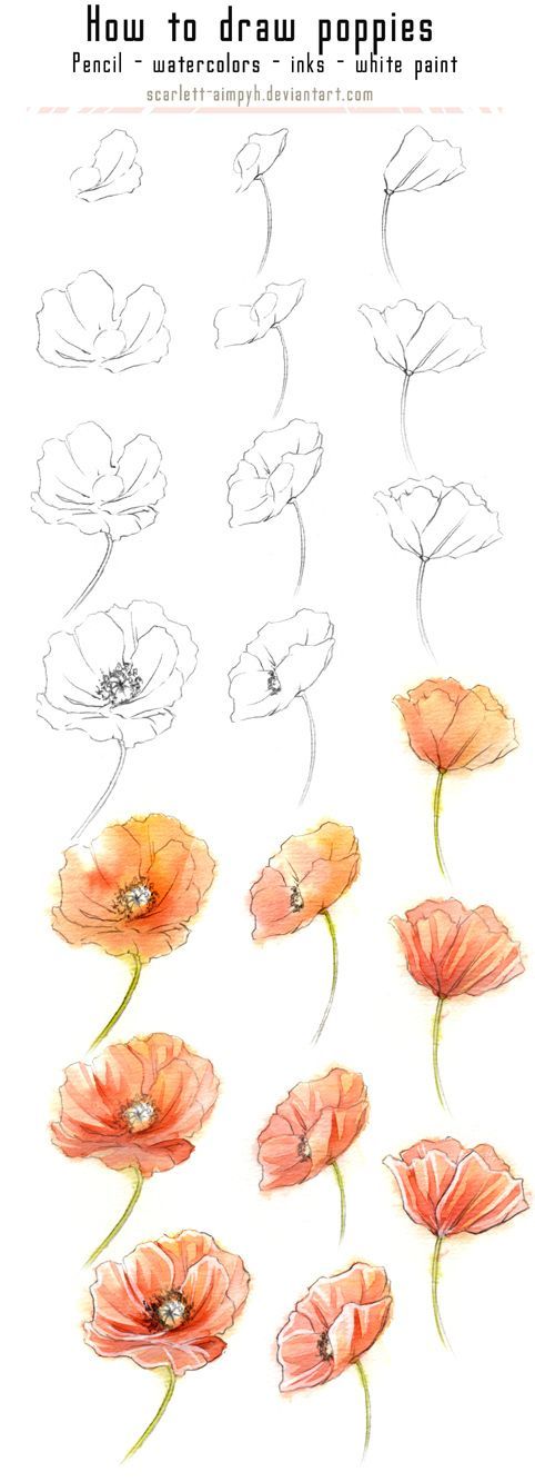 125 – Draw and paint poppies by Scarlett-Aimpyh.d… on @deviantART