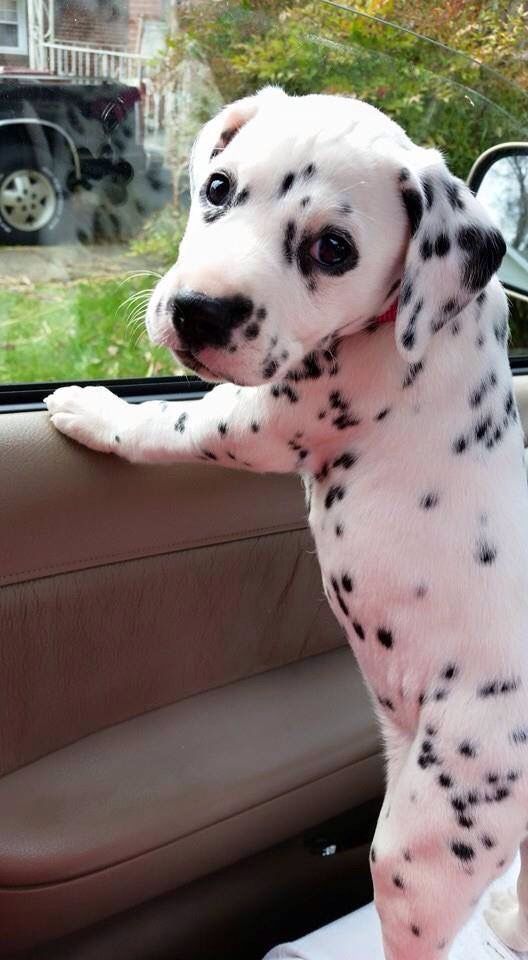 6 week old Dalmatian puppy!