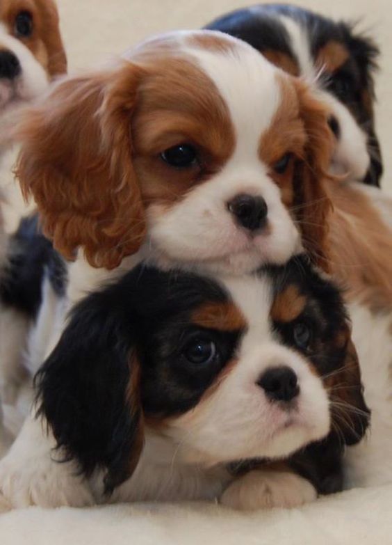 Baby Cavalier King Charles Spaniel puppies! (Breeder: Chadwick Cavalier King Charl