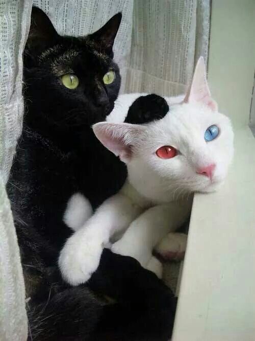 Black and White Cats