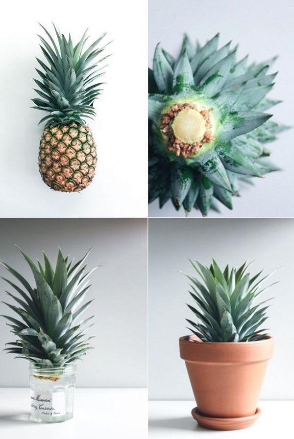 exPress-o: Grow Your Own Pineapple Plant