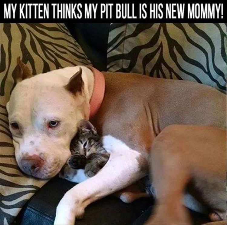 Funny Animal Pictures Of The Day – 23 Pics