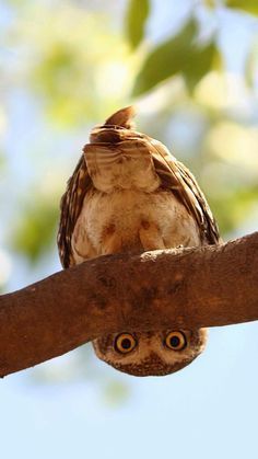 Funny owl!