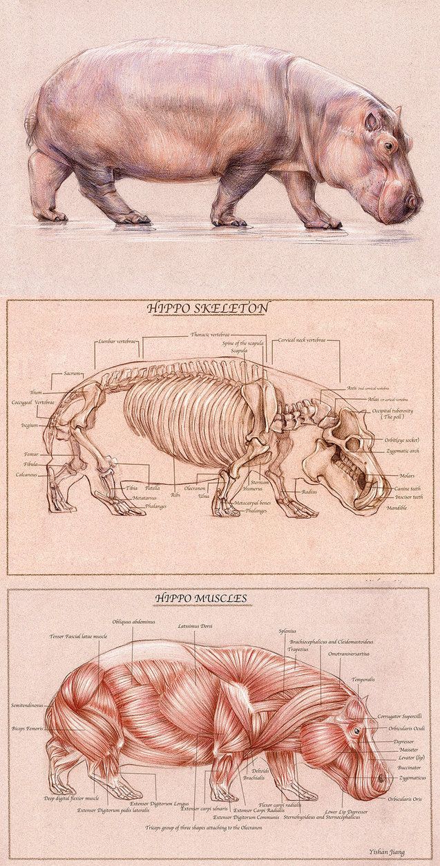 Hippo Skeleton & Muscles