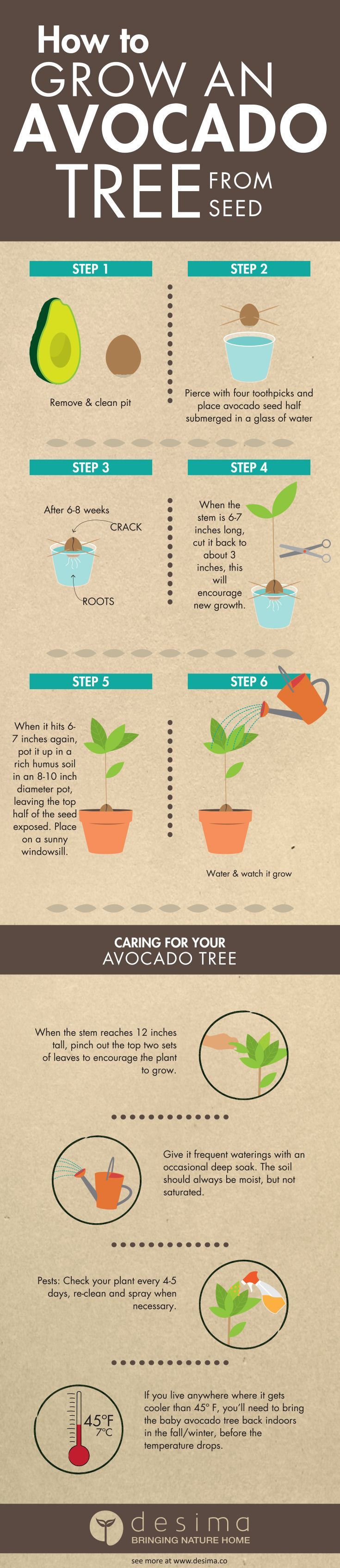 Infographic on how to grow an avocado tree from seed.