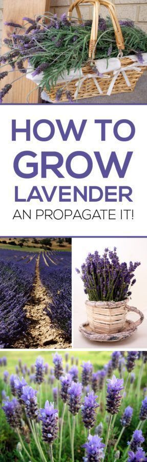 Lavender plants are one of the world’s most popular garden plants, and why would