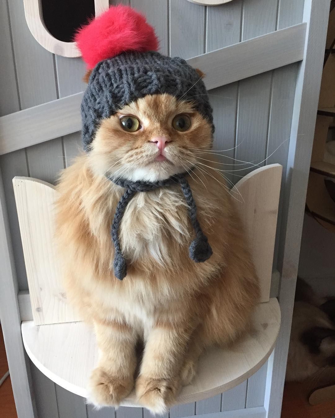 My cat wouldnt sit with a hat on long enough for me to take a photo…I love
