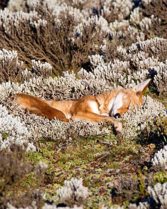 Reminds me of the foxes I used to see from the train in London, asleep in the sun