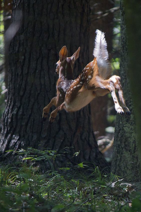 Stunning Wildlife on Twitter: “https://t.co/kj4tIP99Zu”