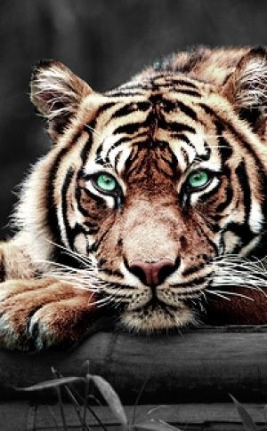 Tendance Joaillerie 2017 Tigre aux yeux émeraudes