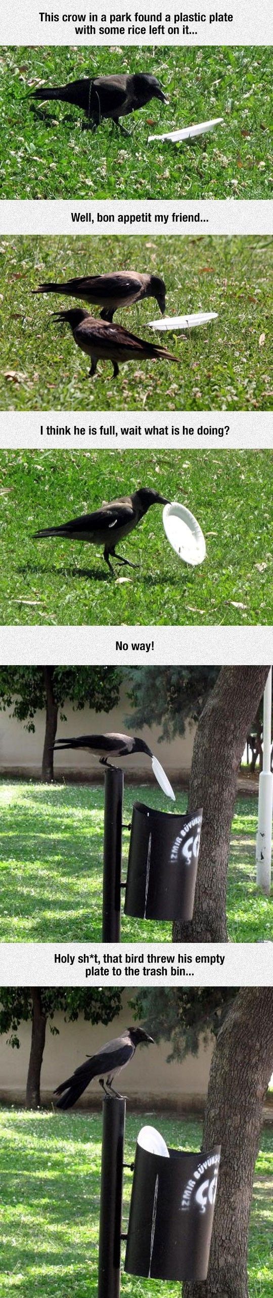 This Crow Is Better Than Most People