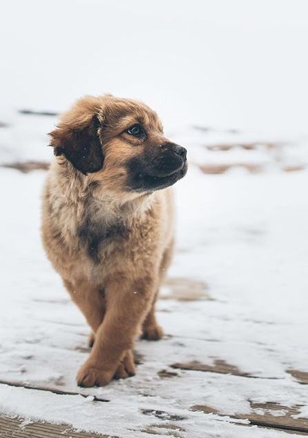 This puppy is so cute! It looks like a model dog lol