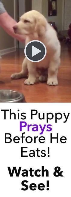 This puppy prays before he eats, and its absolutely adorable! How do I teach