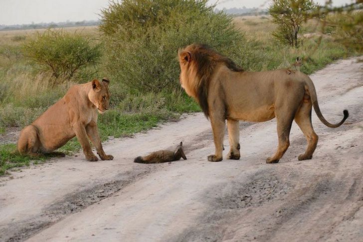 When A Lion Family Caught An Injured Fox: The Most Unexpected Just happened (16 Pi