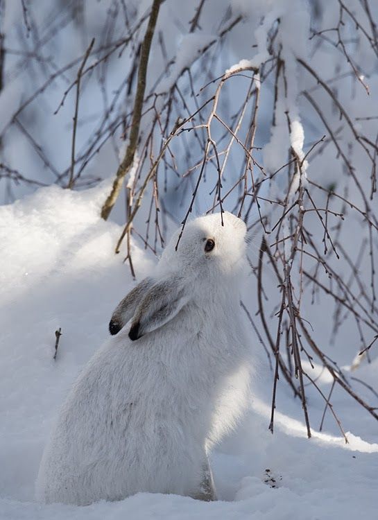 Winter hare