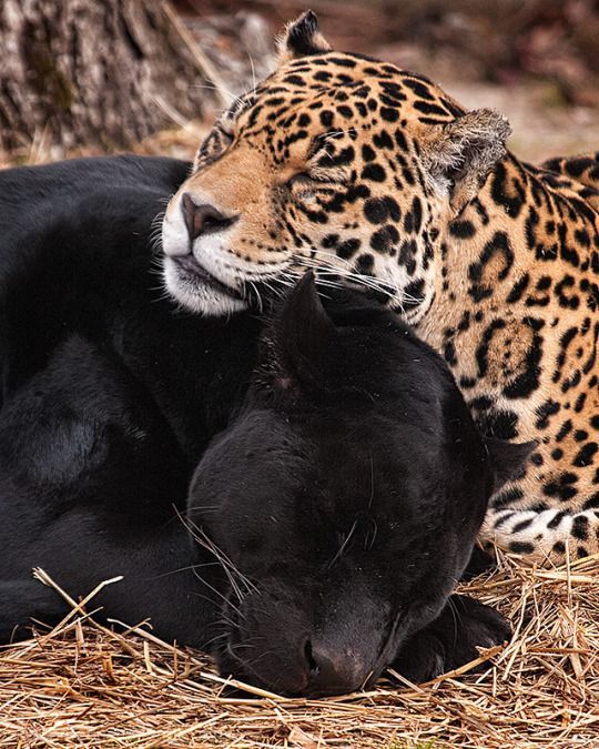 Black panther and jaguar resting