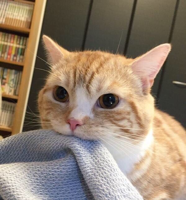 Blanket Nom