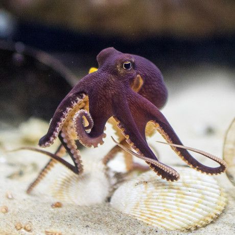 COCONUT OCTOPUS amphoioctopus marginatus| @Life Advancer | lifeadvancer.com