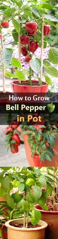 Growing bell peppers in pots is a great idea if youre short of space or live in a cold temperate climate as it requires warm soil