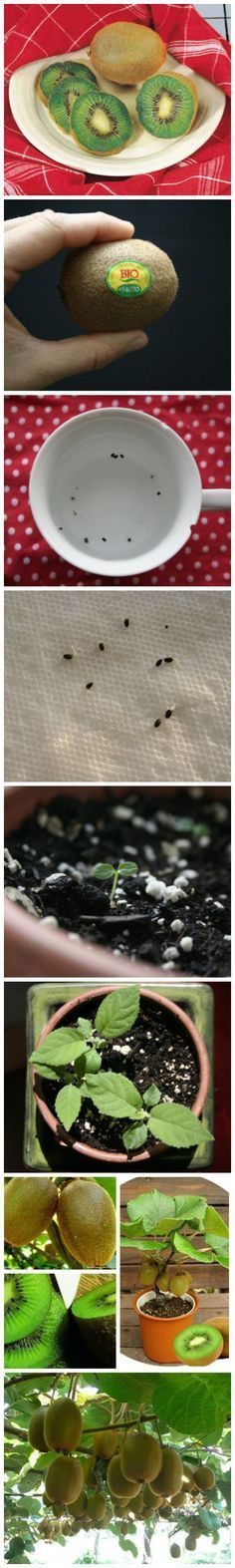 How To Grow A Kiwi #Plant From Seed – DIY: