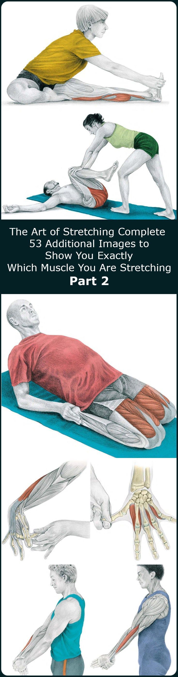In our previous article The Art of Stretching we presented 36 illustration in color with stretches for specific muscles and