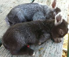 Minature baby donkeys…