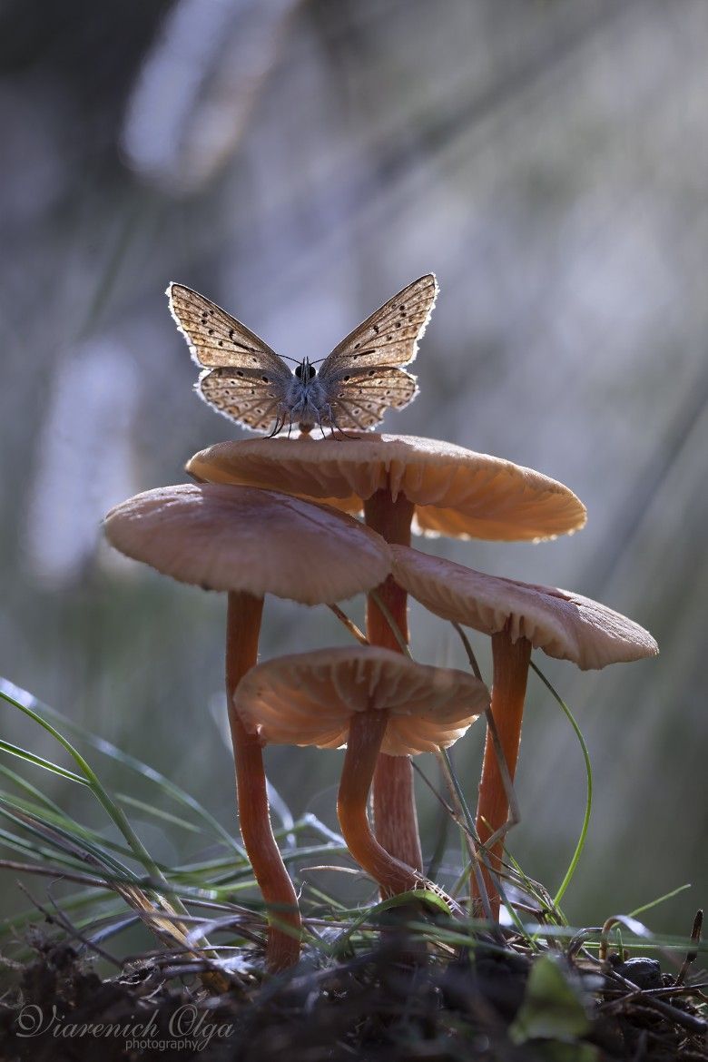 Photograph Fairy of forest by Olga Viarenich on 500px