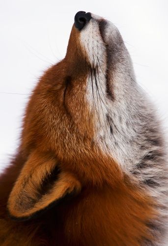 Red Fox by Peter Lilja