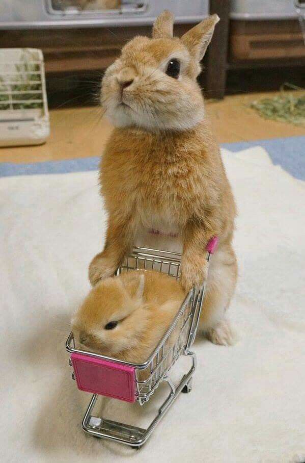 ♥ Small Pets ♥ Bunny & baby bunny go shopping