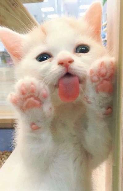 Squeeeee! white kitten licks window –  kitty memes cat humor funny joke gato chat