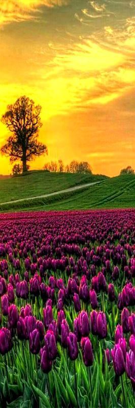 Sunrise on Field of Tulips — Vesterborg, Denmark