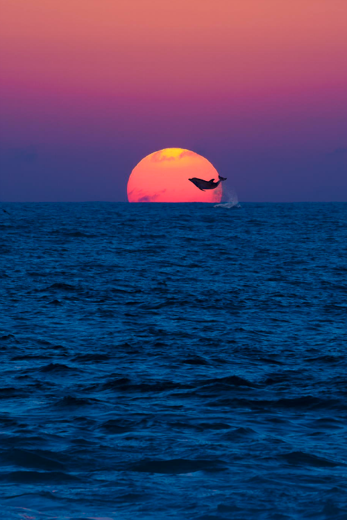 Sunset with a dolphin..