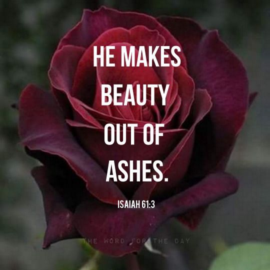 The Word For The Day Quotes, bible verse, bible quote, christian quote, roses