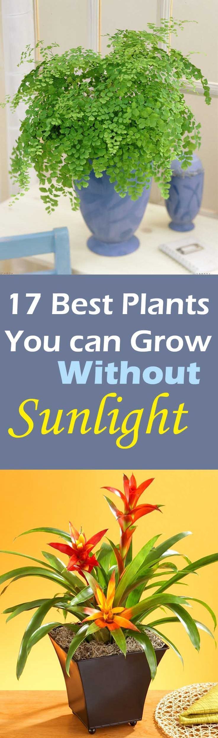 When you are looking for such plants choose that are known for their ability to grow in indirect sunlight. They are ideal