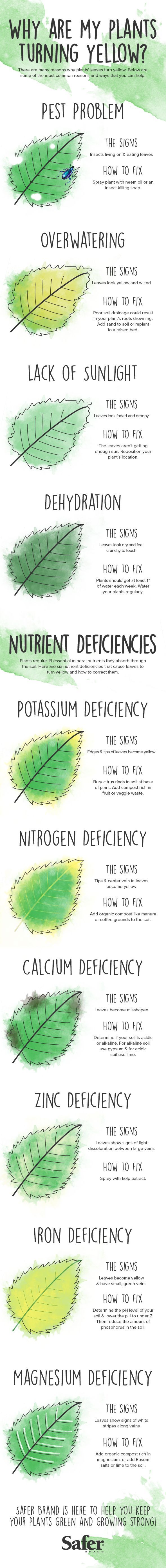 Why do plants turn yellow and how to fix it – Imgur