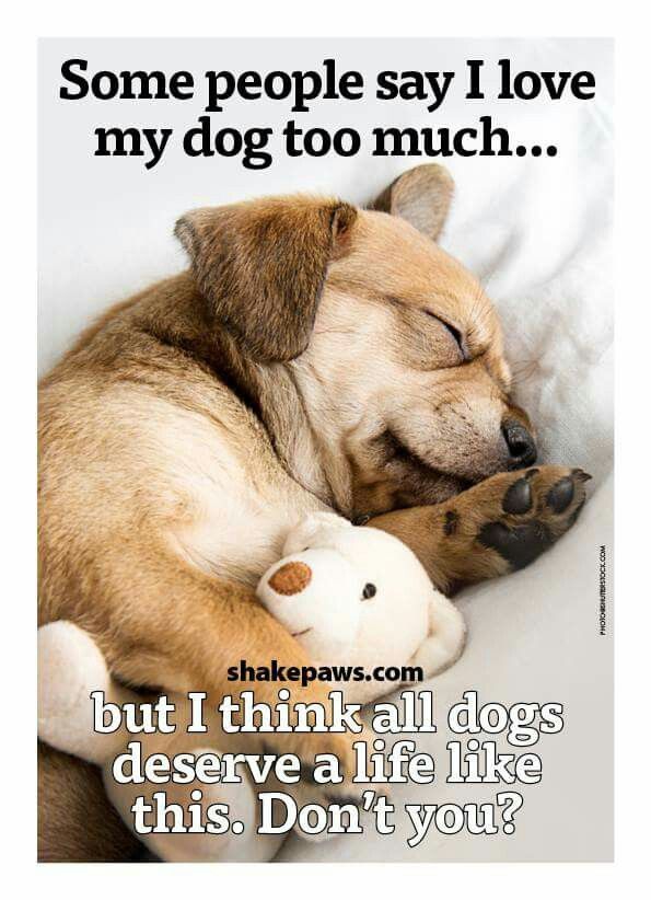 YES, I TOTALLY AGREE ALL DOGS DESERVE A LIFE LIKE THIS.