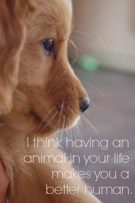 And an animal will become your best friend