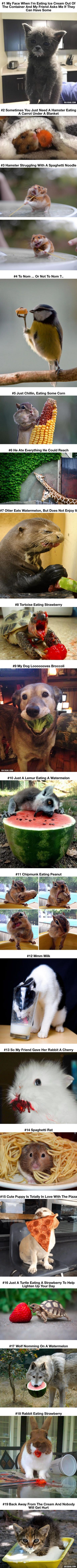 Animals who look adorable and funny when they are eating…. with a mouthful: