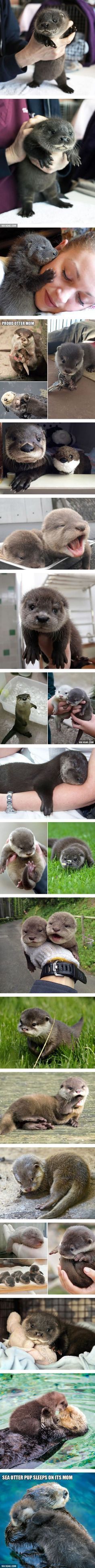 Cuteness overloaded: Baby Otters