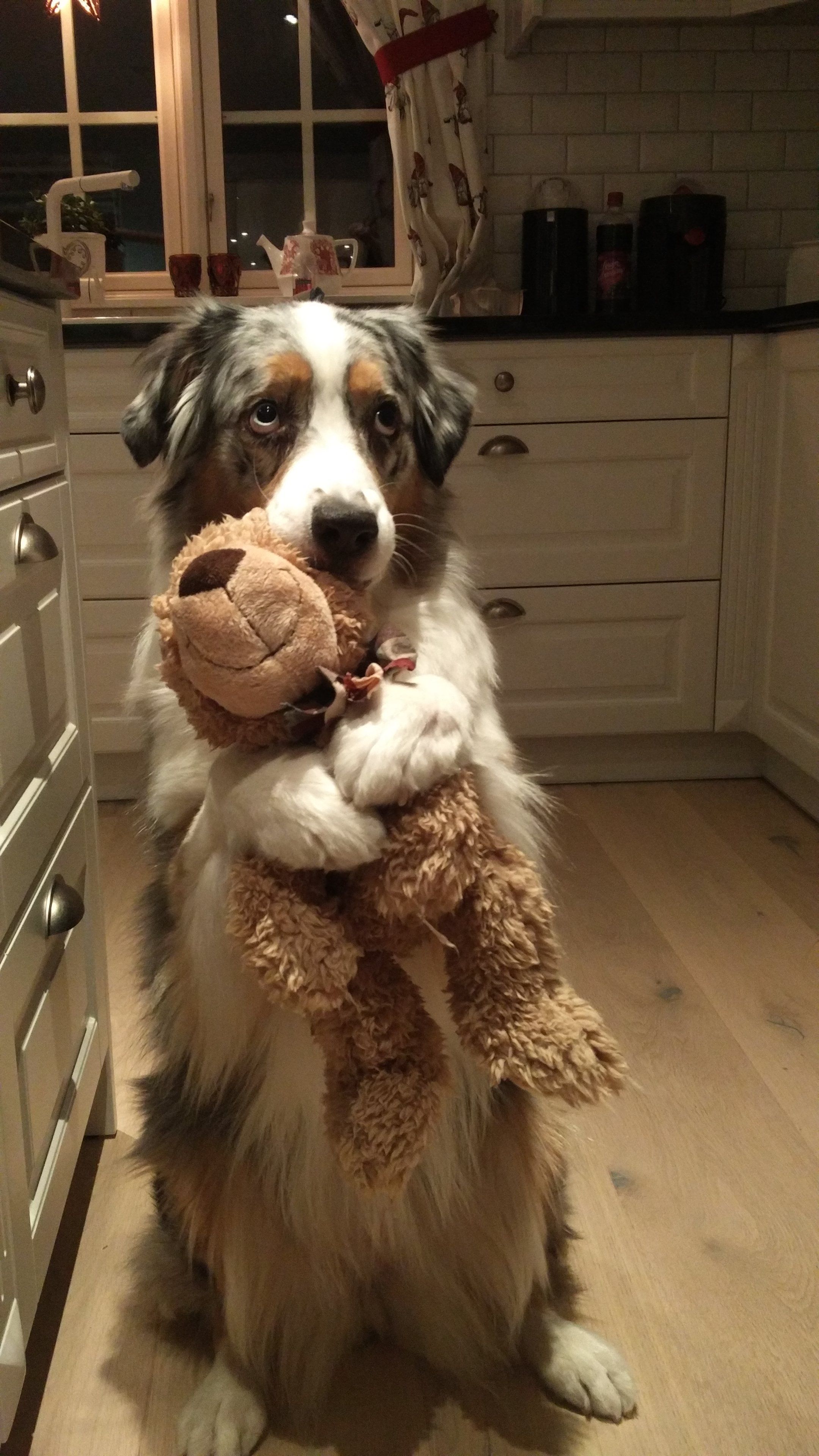 Dog hugging teddy